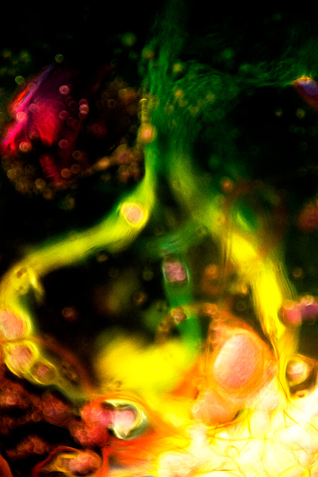 Petra Weller, Art, Photography, Künstlerin, Berlin, "Danza microbiotica", Serie "Fluit Net" 2021